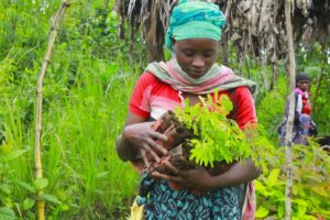 Tree app plantation