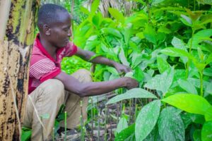 Tree plantation TreeApp