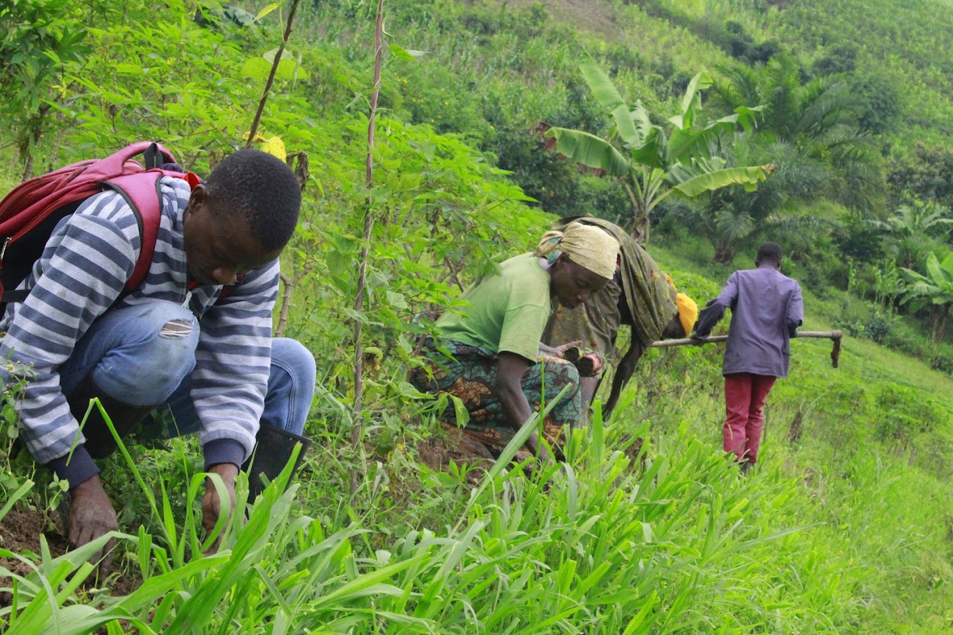 TreeApp reforestation in Burundi, supported by LOLVE eCards sustainable ecard subscription