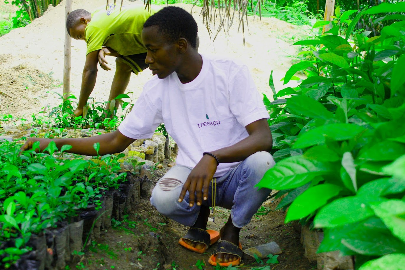 TreeApp tree reforestation supporting the LOLVE Forest grow with sustainable ecard subscription